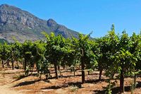 Sydafrikanska viner har blivit väldigt populära i Sverige. Constantia Uitsig, där bilden är tagen, är en vingård i utkanten av Kapstaden.