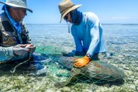 Marinbiologerna Wes Pratt och Nick Whitney mäter en hajbebis i Florida i juni 2022. 