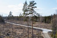 I dagens uthålliga nordiska skogsbruk är den aktiva anläggningen av ny skog och därmed hygget en viktig komponent, skriver artikelförfattaren. 