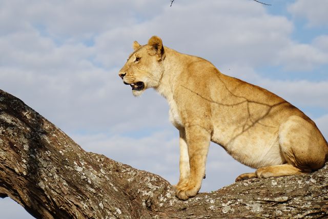 Lejonhona i träd i Serengeti. 