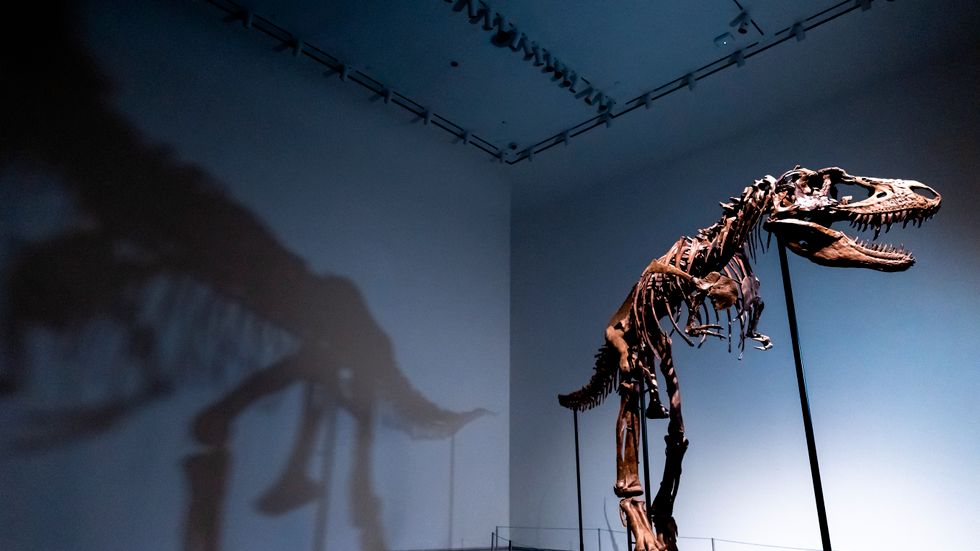 En Gorgosaurus ska auktioneras ut i New York.