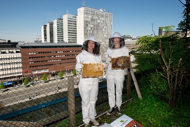 Karolina Lisslö och Josefina Oddberg jobbar för Bee urban som odlar bin inne i stan.