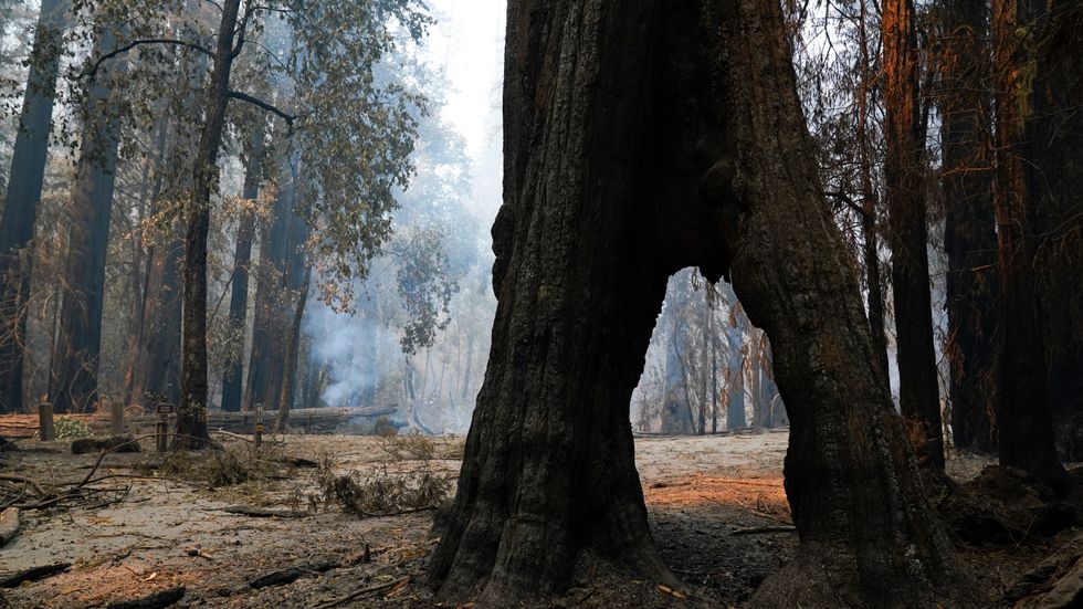 Ett mammutträd hotas av flammorna i en av Kaliforniens skyddade naturparker, augusti 2020.