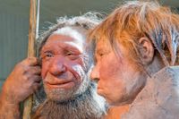 Rekonstruktioner av en neandertalarman- och kvinna på Neandertalmuseet i Mettman, Tyskland.
