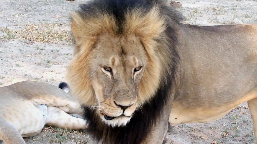 Enligt flera medier ska amerikanen ha betalat motsvarande nära en halv miljon kronor för att få tillfälle att fälla lejonhannen.