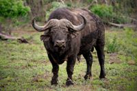 Afrikanska bufflar ordnar omröstningar inom hjorden.