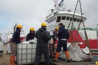 Legala fiskearbetare vid en hamn vid det brittiska territoriet Falklandsöarna utanför Argentina. Arkivbild.