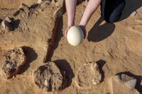 En arkeolog visar ett färskt strutsägg bredvid de omkring 4 000 år gamla äggfragment som hittats i Negevöknen i Israel.
