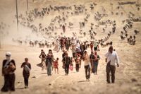 Yezidier på flykt från IS i Sinjar.
