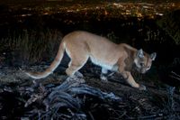En puma, som inte har någonting med texten att göra, fångas på bild av en viltkamera med ljusen från Los Angeles i bakgrunden. Arkivbild.