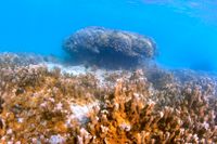 Ett korallrev utanför Hawaii – dock inte det som har studerats av forskarna. Arkivbild.