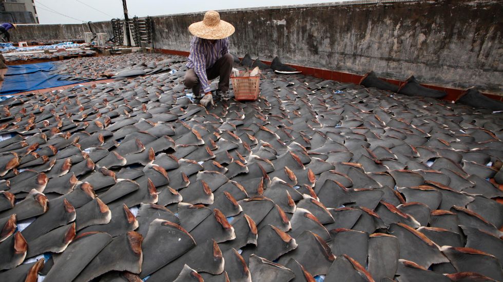 Torkade hajfenor samlas ihop på ett hustak för att säljas på marknaden i Hongkong. Arkivbild.