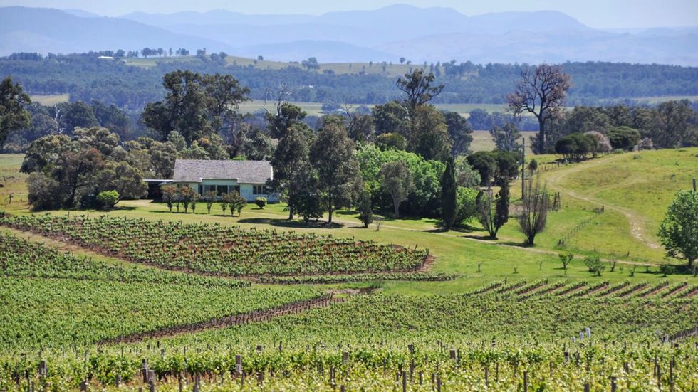 En vingård i Hunter Valley i Australiska New South Wales. Arkivbild.