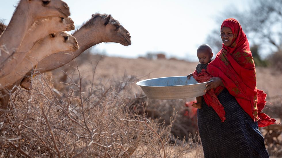 Hafsa Bedel har förlorat många djur till följd av torkan, och har inte längre tillräckligt med mat till sina sex barn.