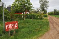 På Bjärehalvön i Skåne verkar mer än 100 potatisodlare.
