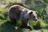 Fyra renskötare har åtalats för grovt jaktbrott efter två tillståndsgivna skyddsjakter på björn. Arkivbild.