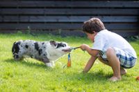 Hanhundar orsakar mer astma och allergi bland barn än tikar, enligt en ny studie. Arkivbild.