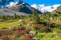 Gröna områden i Alperna kan bli en vanligare syn i framtiden.