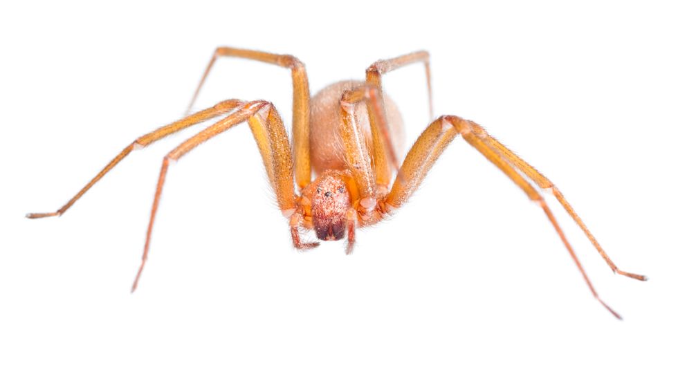Den dödligt giftiga spindelarten Loxosceles laeta har upptäckts i flera lokaler i Sandviken.