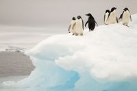Pingviner på isberg.