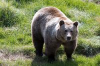 Många vill vara med i jakten på björnspillning, rapporterar P4 Norrbotten. Arkivbild.