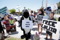 Sedan 2015 har djurrättsorganisationer kämpat för att späckhuggaren Lolita ska släppas fri från den snart 50 år långa fångenskapen på Miami Seaquarium. Arkivbild.