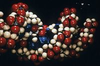 Modell av DNA-spiralen.