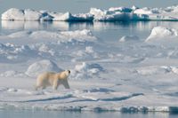 Flera forskningsprojekt om klimatförändringarna i Arktis har pausats till följd av sanktionerna mot Ryssland. På bilden en isbjörn i Baffinbukten mellan Grönland och Kanada. Arkivbild
