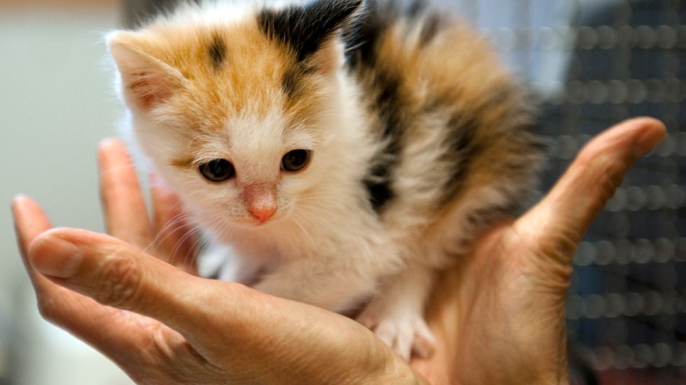 Övergivna katter i Finland får hjälp av en miautoo-kampanj. Arkivbild.