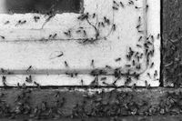 Myggor stormtrivs i varmare klimat.