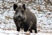 Vildsvin har drabbats av afrikansk svinpest i flera europeiska länder på senare år. Arkivfoto.