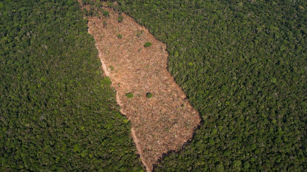En bit avskogad mark mitt i djungeln i närheten av Porto Velho, Brasilien. Arkivbild.