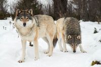 Vargarna i Sverige kan gå en svår vinter till mötes.