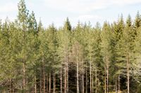 Skogsavverkningen ökar snabbast i Sverige.