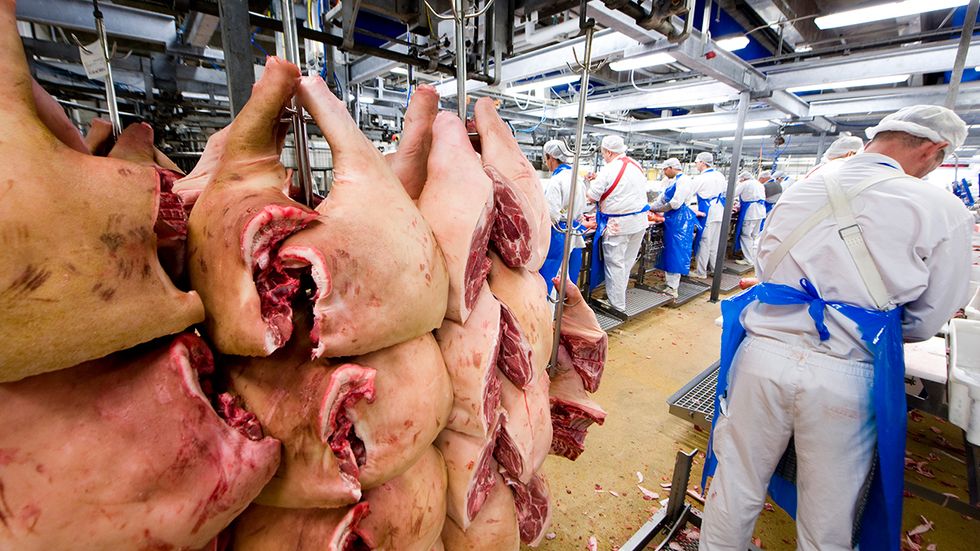 Svenska grisproducenter har visat vägen – men fått betala ett högt pris, skriver artikelförfattaren. På bilden ett slakteri i Kristianstad. 