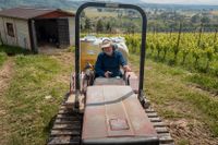 Paret Riccardi driver en ekologisk vingård på kullarna utanför Rom.