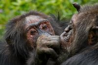 En äldre schimpanshanne putsar en annan hanne som han varit vän med sedan lång tid.