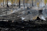 Brandhärjad skog på Älvdalens skjutfält vid Trängslet i Dalarna. Sannolikt har flera brandanpassade insekter redan anlänt på platsen.