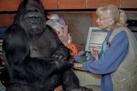 Koko är den första gorillan i världen som kommunicerar med hjälp av nätet. Här med doktor Francine Patterson.