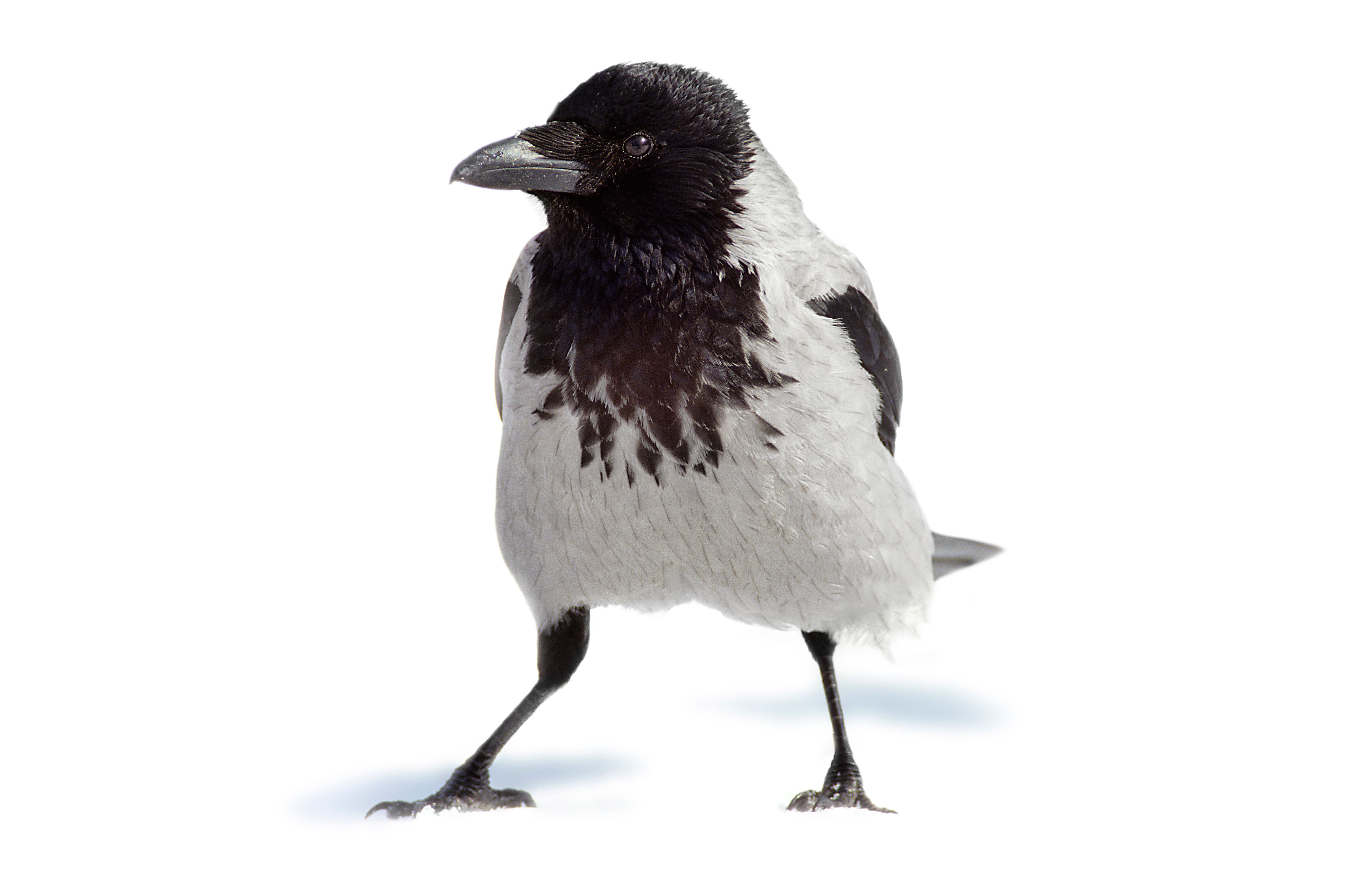 Kråkan är numera den flitigast före­kommande fågelarten i svensk poesi.