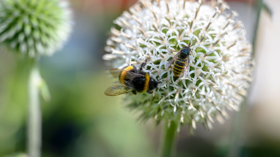 En humla och ett bi på en blomma. Arkivbild.
