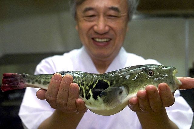 Idag krävs stor kunskap för att få tillaga den gifta blåsfisken, men nu vill japanska myndigheter lätta på utbildningen