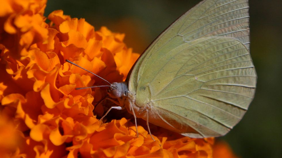 Många arter av fjärilar på jorden befinner sig i fara. Bilden är tagen i en park i Lahore, Pakistan.