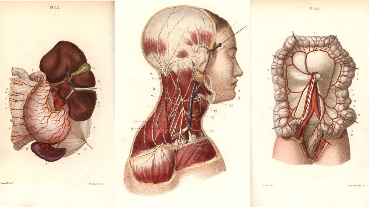 Handfärglagd gravyr från Dr Joseph Nicolas Masses ”Pocket Anatomy of the Human Body”, Paris, 1864.