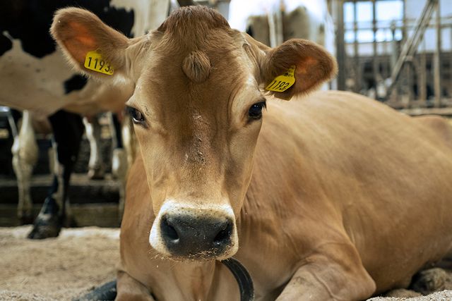 Friska kor producerar mer mjölk, så deras hälsa ligger i gårdarnas intresse.