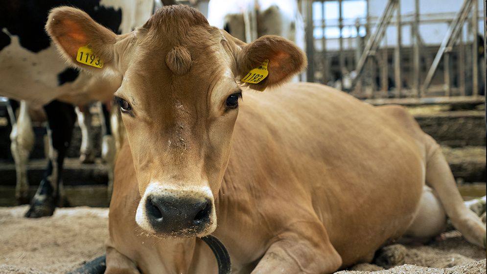 Friska kor producerar mer mjölk, så deras hälsa ligger i gårdarnas intresse.
