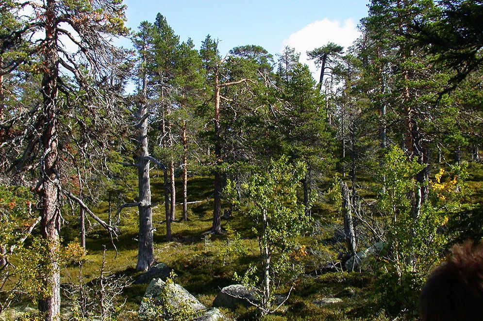 Hyggena har snart omvandlat de sista bondeskogarna till ett industrins verkstadsgolv, skriver riksantivarie Lars Amréus.