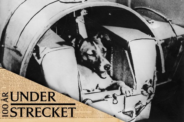 Hunden Lajka i Sputnik 2, som skjöts upp i rymden den 3 november 1957.