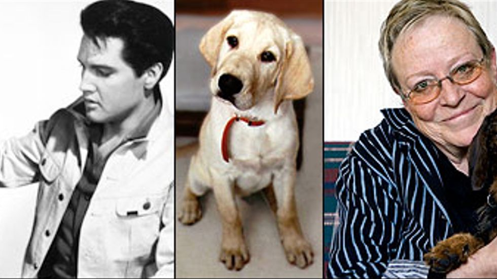 Hundfolk och hundar: Elvis med sin blodhund, ur ”Stora fotoboken om hundar”, Marley (John Grogans hund) och Yrsa Stenius med sin hund Taiga.