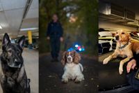 Årets polishundar 2018 är schäfern Cross, springer spanieln Ben och labradoren Ace.
